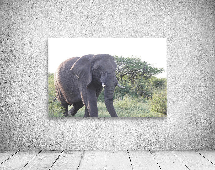 Elephant 6 Wall Preview
