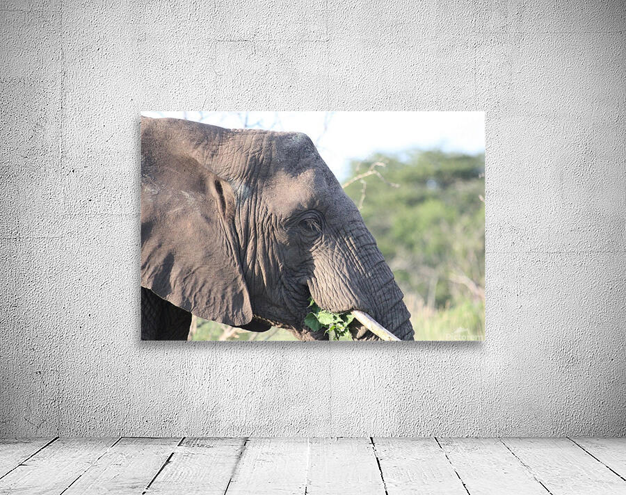 Elephant 6 Wall Preview