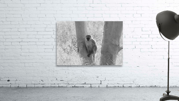 Blue Ball Monkey 2 Wall Preview