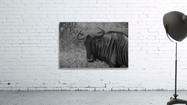 Wildabeast BW Wall Preview
