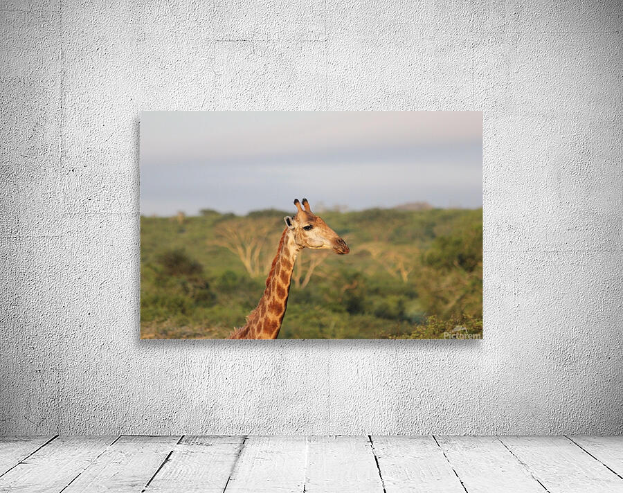 Giraffe 5 Wall Preview