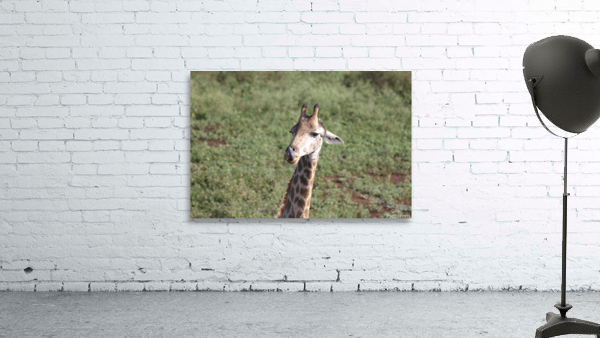Giraffe 4 Wall Preview