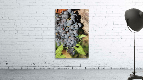 Grapevine Wall Preview