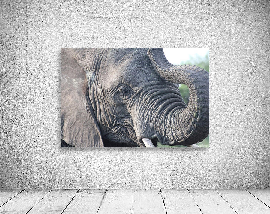 Elephant 5 Wall Preview