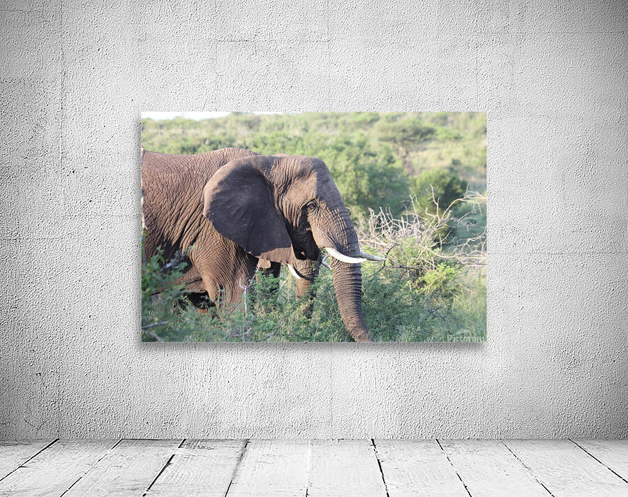 Elephant 4 Wall Preview