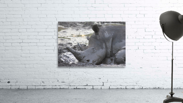 Sleepy Rhino Wall Preview