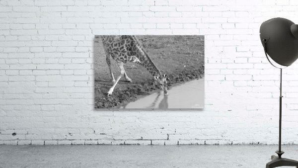 Giraffe BW Wall Preview