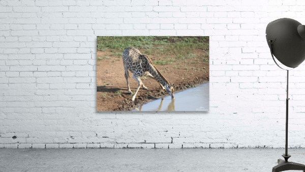 Giraffe 2 Wall Preview
