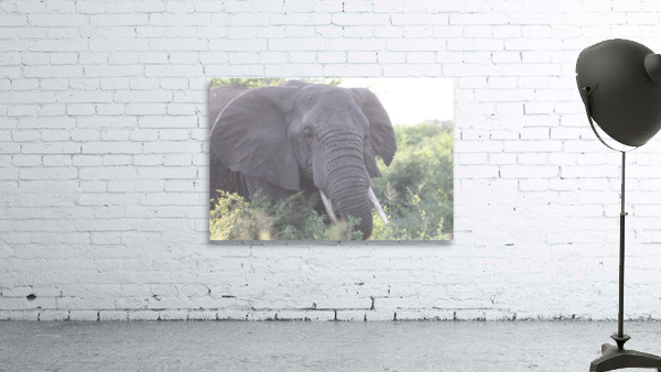 Elephant 3 Wall Preview