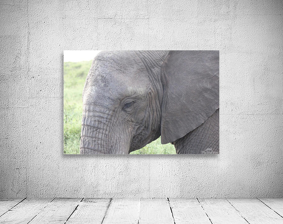 Elephant 2 Wall Preview