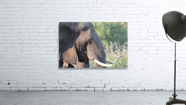 Elephant Wall Preview