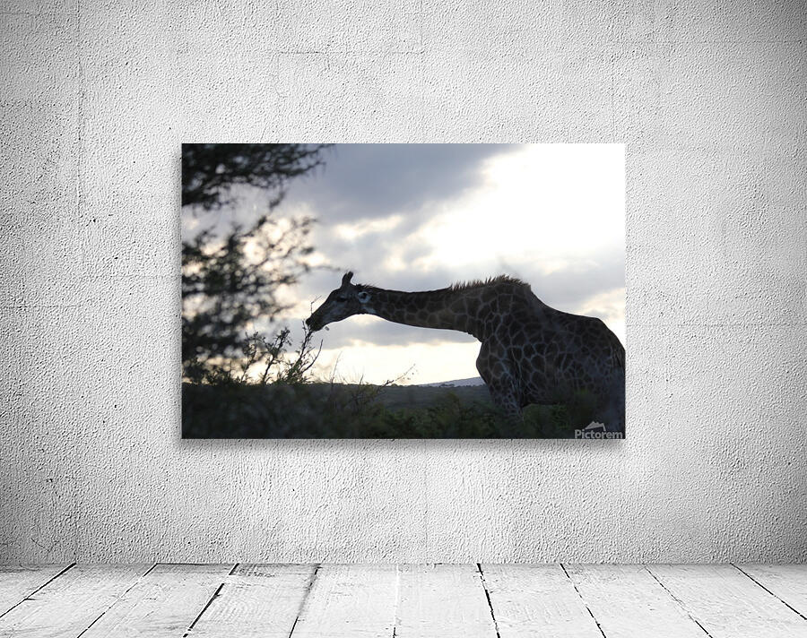 Giraffe Wall Preview