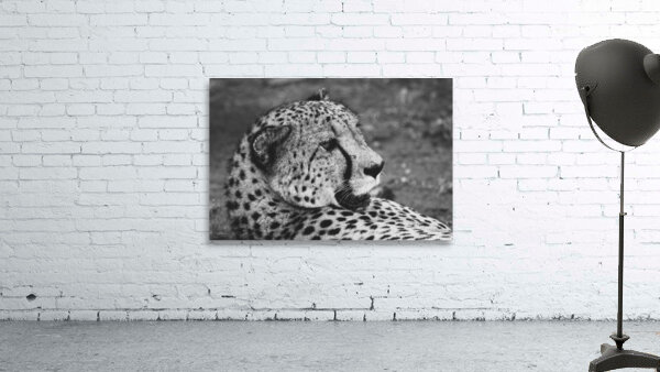 BW Cheetah Wall Preview