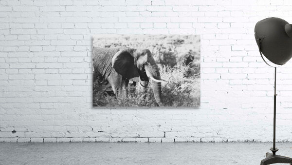 BW Ele2 Wall Preview