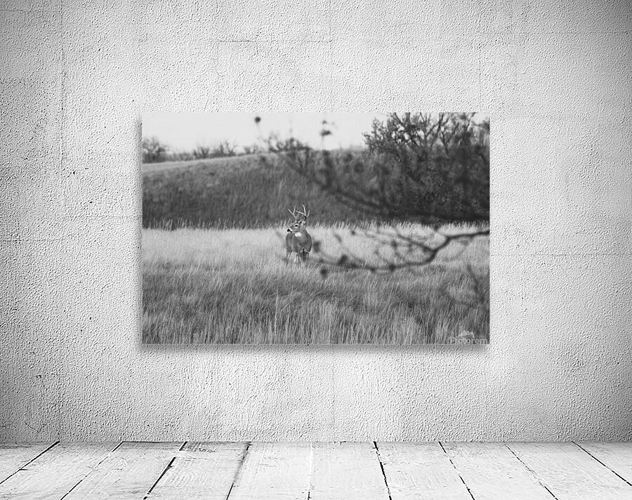 BW Deer Wall Preview