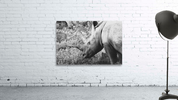 BW Rhino Wall Preview