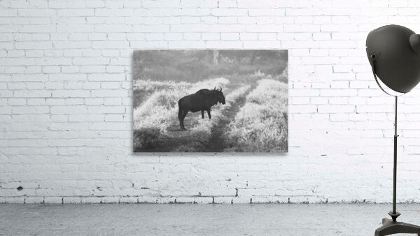 BW wild Wall Preview