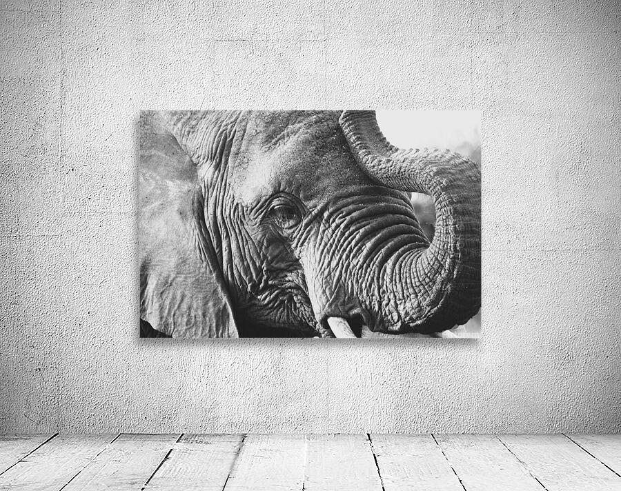 BW Ele3 Wall Preview