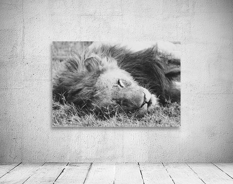 BW Lion Wall Preview