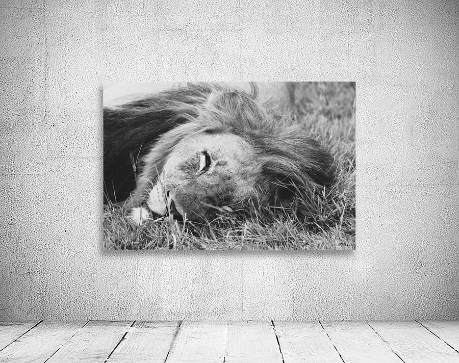 BW Lion2 Wall Preview