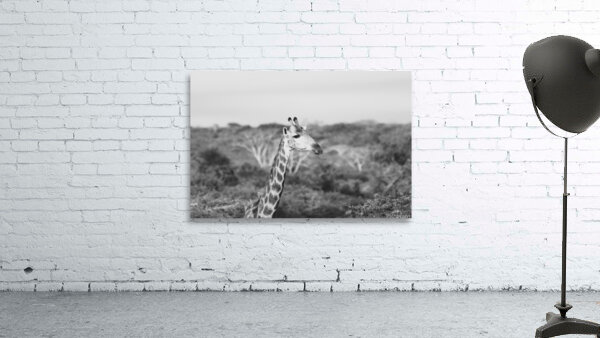 BW Giraffe Wall Preview