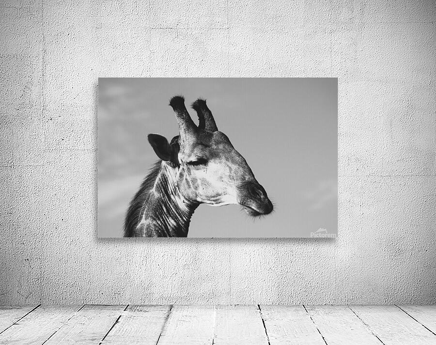 BW Giraffe3 Wall Preview