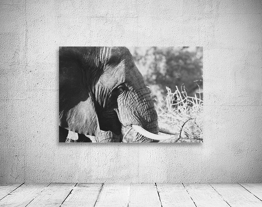 BW Ele Wall Preview
