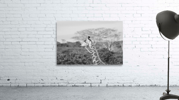 BW Giraffe2 Wall Preview