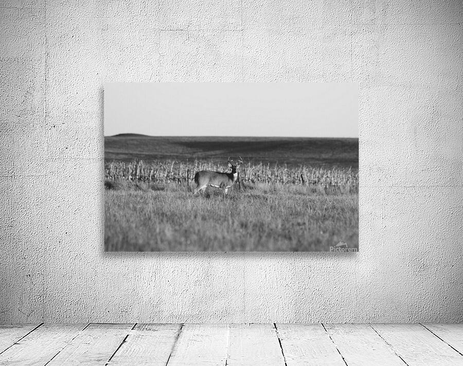 BW Deer2 Wall Preview