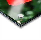 Red poppy Acrylic print
