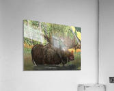 The marsh moose Acrylic Print