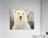 Curious Acrylic Print