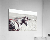 fields of freedom Acrylic Print