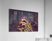 Wild roses Acrylic Print