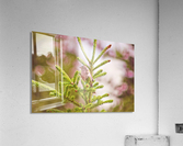 Little Watcher Acrylic Print