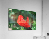 Red poppy Acrylic Print