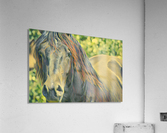 Sire Acrylic Print