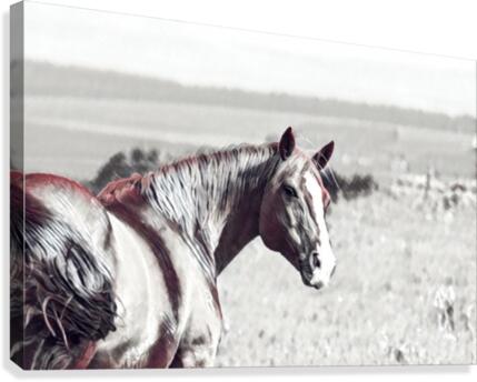 fields of freedom Canvas Print