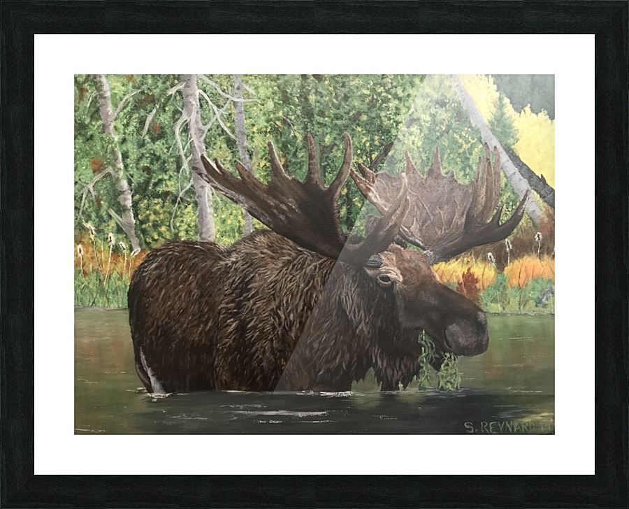 The marsh moose Picture Frame print