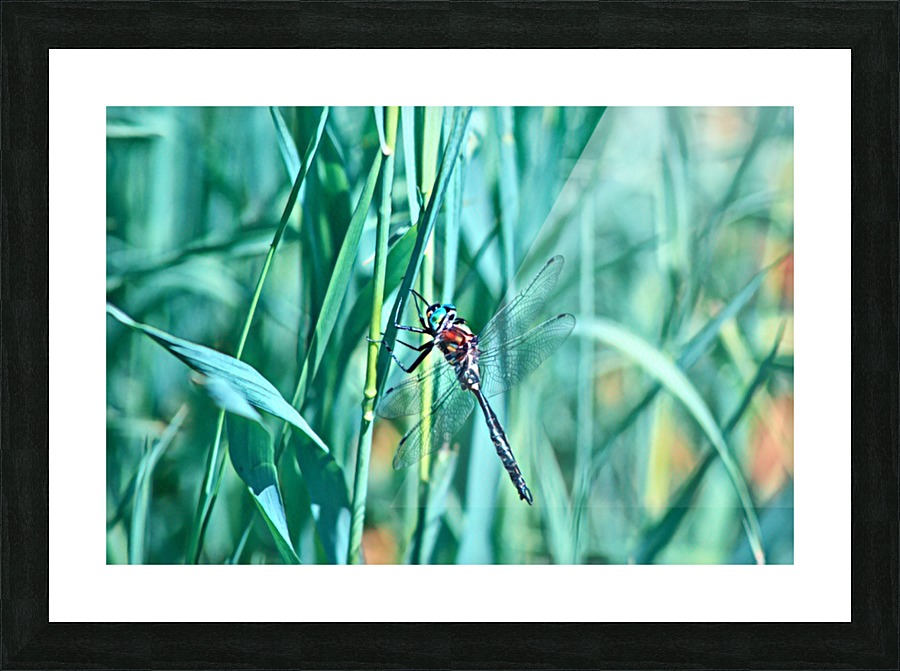 Resting Picture Frame print