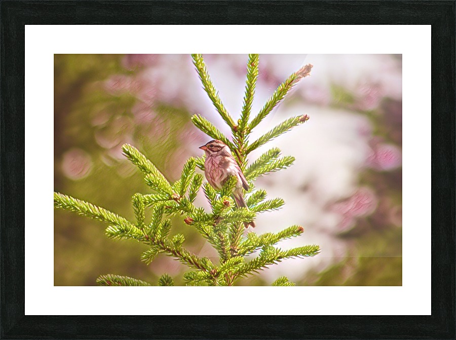 Little Watcher Picture Frame print