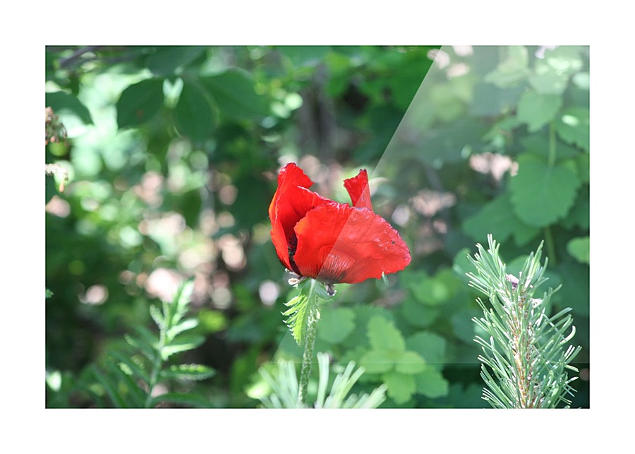 Lone poppy Picture Frame print