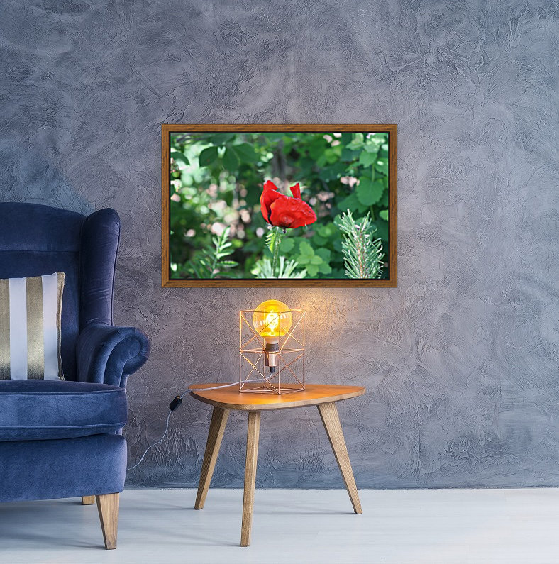 Lone poppy Reproduction