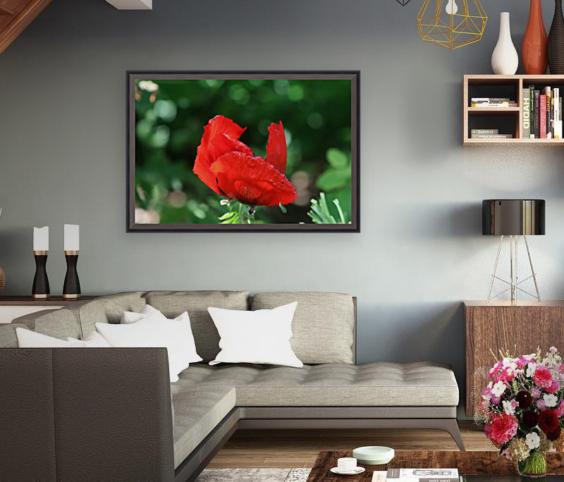 Red poppy Reproduction