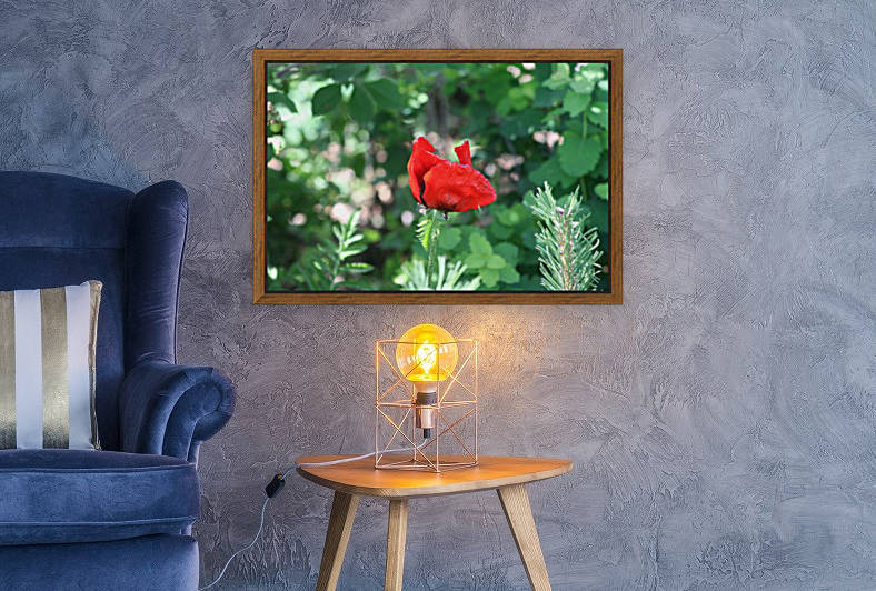 Lone poppy by Sherry Reynard
