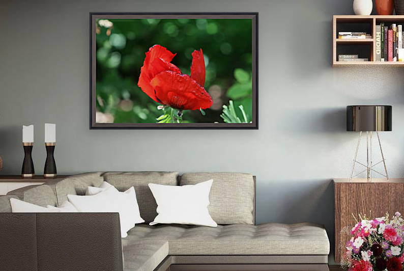Red poppy by Sherry Reynard
