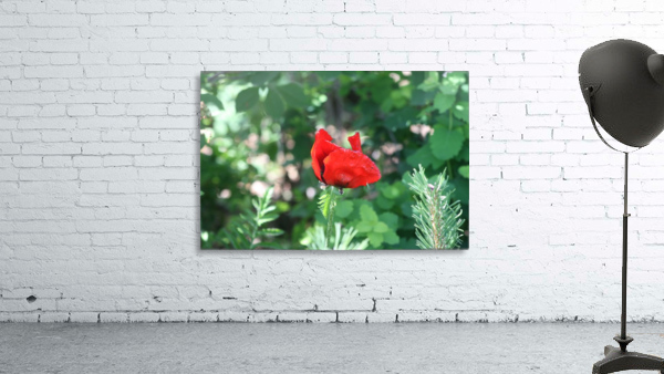 Lone poppy Wall Preview