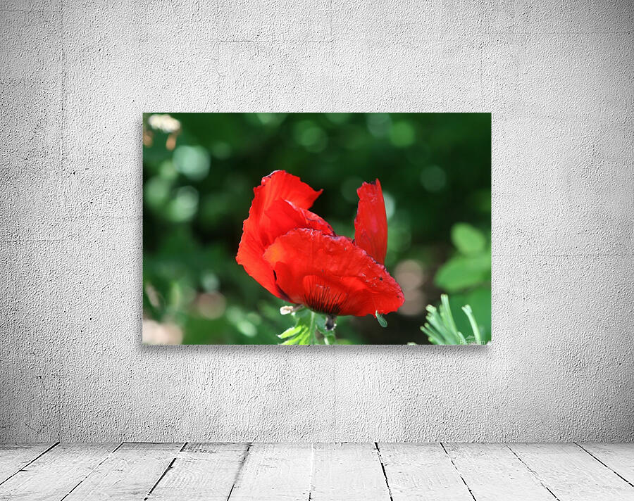 Red poppy Wall Preview