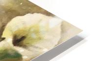 Alcatraces  HD Metal print
