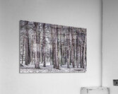 Forest Guard Acrylic Print